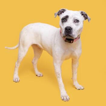 Mixed Breed Dogs Available for Adoption - Smooch | PetCurious