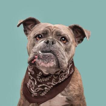 Mable -  American Bulldog Dog for Adoption in Brentwood, Missouri - Mable | PetCurious