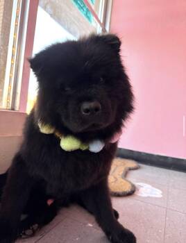 Bartleby -  Chow Chow Dog for Adoption in Houston, Texas - Bartleby | PetCurious