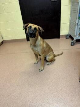 TORIEL -  Black Mouth Cur and Mixed Breed Dog for Adoption in Cookeville, Tennessee - TORIEL | PetCurious