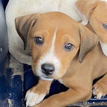 Labrador Retriever Dogs Available for Adoption - Roxanne | PetCurious