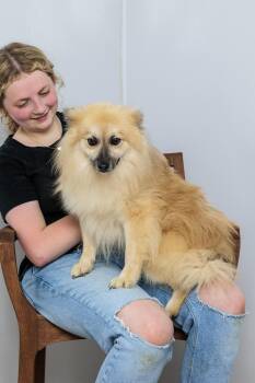 Rescue Pomeranian Dogs for Adoption in Chester Springs, Pennsylvania - Eclypse | PetCurious