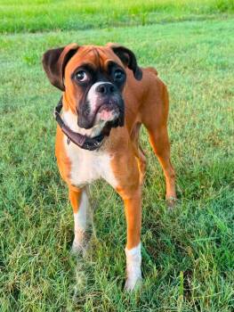Gio in NH. Come Meet our Adoptable Dogs Wednesday-Saturday. More -  Boxer Dog for Adoption in Manchester, New Hampshire - Gio In NH. Come Meet Our Adoptable Dogs Wednesday-Saturday. More | PetCurious