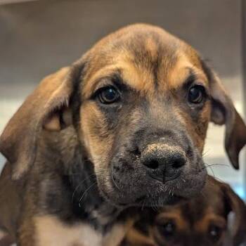 Mixed Breed Dogs Available for Adoption - Dancey | PetCurious