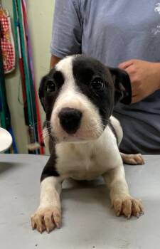 Rescue Mixed Breed Dogs for Adoption in Southampton, Pennsylvania - Meadow | PetCurious