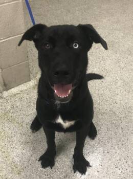 A432748 -  Labrador Retriever and Siberian Husky Dog for Adoption in Conroe, Texas - A432748 | PetCurious