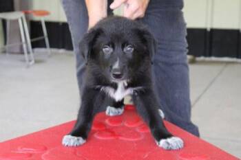 Donna -  Great Pyrenees and Mixed Breed Dog for Adoption in Kansas City, Missouri - Donna | PetCurious