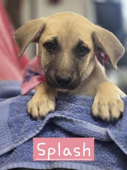 Splash -  German Shepherd Dog Dog for Adoption in Walthill, Nebraska - Splash | PetCurious