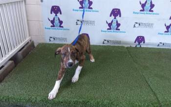 BIG BOY -  Pit Bull Terrier and Mixed Breed Dog for Adoption in Orlando, Florida - BIG BOY | PetCurious