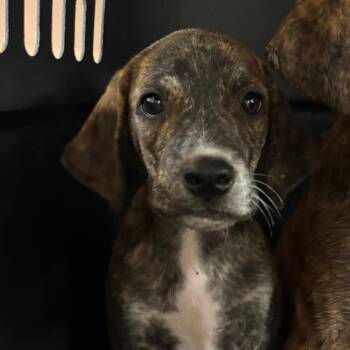 Scorpio -  Hound Dog for Adoption in Birmingham, Alabama - Scorpio | PetCurious