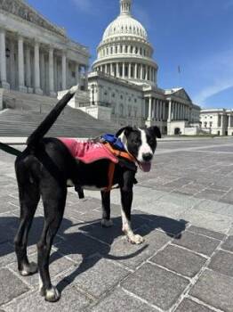 Chuck Norris -  Mixed Breed Dog for Adoption in West Chester, Pennsylvania - Chuck Norris | PetCurious