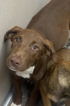 Twinkie -  Labrador Retriever Dog for Adoption in Little Rock, Arkansas - Twinkie | PetCurious