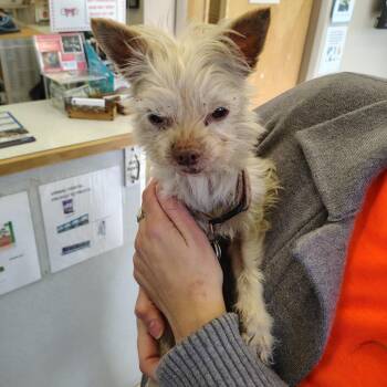 Chihuahua and Yorkshire Terrier Dogs Available for Adoption - Sissy | PetCurious