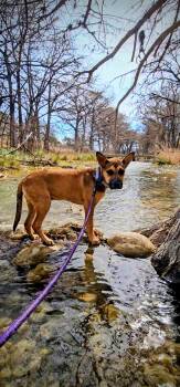Shepherd Dogs Available for Adoption - Roxy | PetCurious