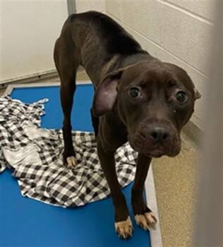 Pit Bull Terrier and Mixed Breed Dogs Available for Adoption in St. Louis, Missouri - WIGGLE WORM | PetCurious