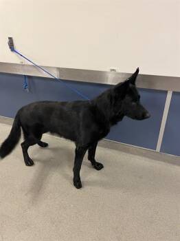 German Shepherd Dog Dogs Available for Adoption - NARA | PetCurious