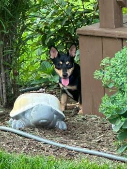 Luke -  Chihuahua Dog for Adoption in New London, Wisconsin - Luke | PetCurious