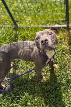 Baby Dolphin -  Mixed Breed Dog for Adoption in Cincinnati, Ohio - Baby Dolphin | PetCurious