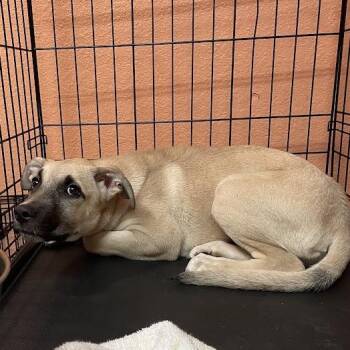 1037-D26 -  Mixed Breed Dog for Adoption in Port Charlotte, Florida - 1037-D26 | PetCurious
