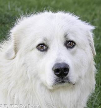Evie -  Great Pyrenees Dog for Adoption in Nashville, Tennessee - Evie | PetCurious