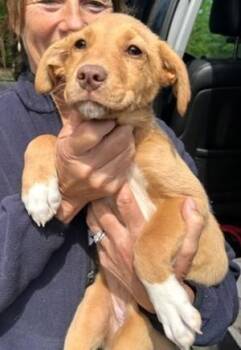 Mixed Breed Dogs Available for Adoption - Olive | PetCurious