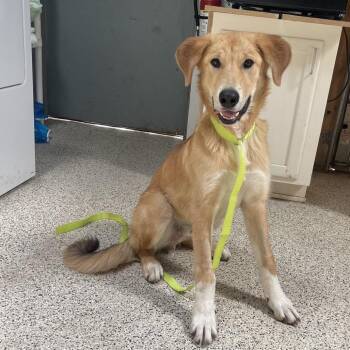 Gleam -  Mixed Breed Dog for Adoption in Flagstaff, Arizona - Gleam | PetCurious
