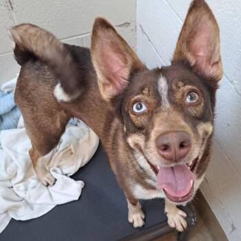 Betty -  Australian Shepherd and Mixed Breed Dog for Adoption - Betty | PetCurious
