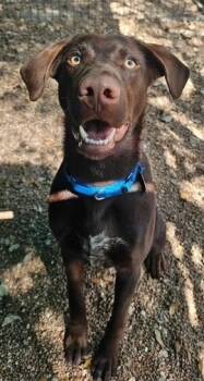 Labrador Retriever Dogs Available for Adoption - Paco | PetCurious