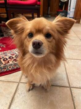 Pomeranian Dogs Available for Adoption in Garland, Texas - Zohan | PetCurious