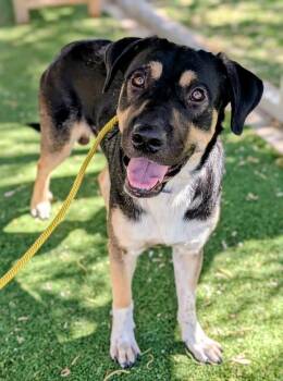 26-178 -  German Shepherd Dog Dog for Adoption in Ridgecrest, California - 26-178 | PetCurious