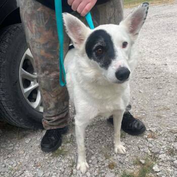 Hank -  Australian Cattle Dog Blue Heeler Dog for Adoption in Chanute, Kansas - Hank | PetCurious