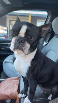 Boston Terrier Dogs Available for Adoption in Prospect, Maine - Tallulah | PetCurious