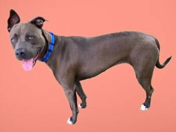 MONKEY -  Pit Bull Terrier and Mixed Breed Dog for Adoption in Sarasota, Florida - MONKEY | PetCurious