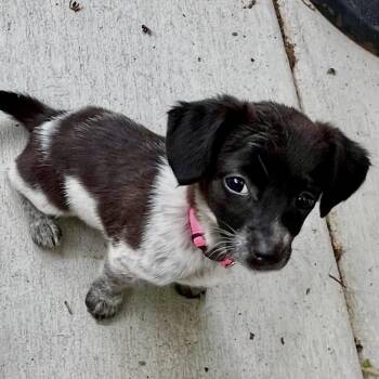 Chiweenie and Fox Terrier Dogs Available for Adoption - Dabny | PetCurious