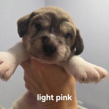 Harmony Holly -  Beagle and Mixed Breed Dog for Adoption in Fredericksburg, Virginia - Harmony Holly | PetCurious