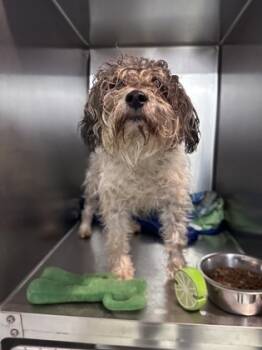Rescue Shih Tzu and Mixed Breed Dogs for Adoption in Moses Lake, Washington - Turtle | PetCurious