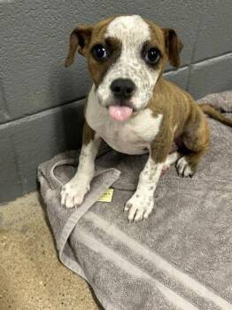 Dakota -  Mixed Breed Dog for Adoption in West Chester, Pennsylvania - Dakota | PetCurious