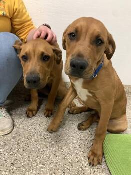Scrappy -  Pit Bull Terrier Dog for Adoption in Vancouver, Washington - Scrappy | PetCurious