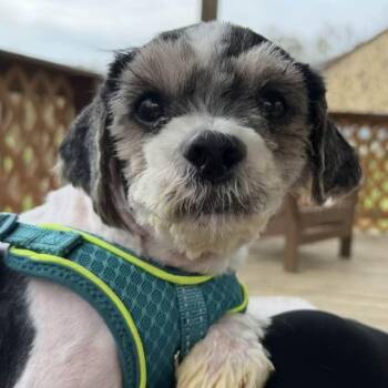Shih Tzu Dogs Available for Adoption in Phoenixville, Pennsylvania - Phantom | PetCurious