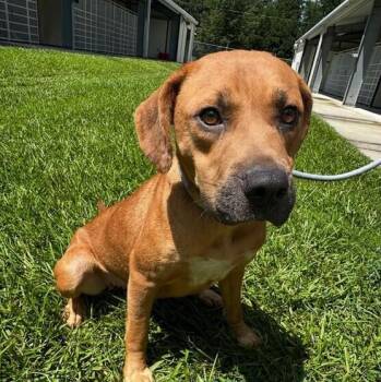 Elsa -  Redbone Coonhound Dog for Adoption in Washington, District Of Columbia - Elsa | PetCurious