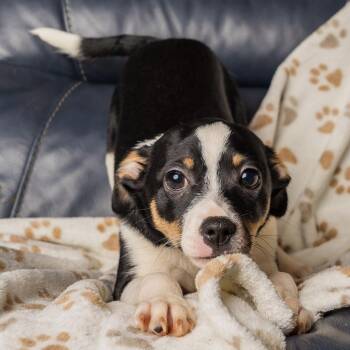 Luca -  Rat Terrier and Chihuahua Dog for Adoption in Richmond, Virginia - Luca | PetCurious