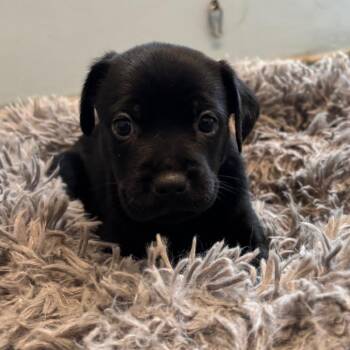 Shayla 6310 -  Mixed Breed Dog for Adoption in Loxahatchee Groves, Florida - Shayla 6310 | PetCurious