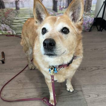 Australian Cattle Dog Blue Heeler Dogs Available for Adoption in Oakville, Washington - Zevia  | PetCurious