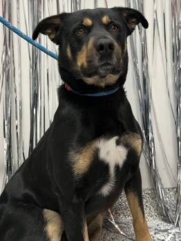 Rottweiler and Shepherd Dogs Available for Adoption - Martin  | PetCurious