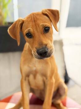 Janie -  Hound and Mixed Breed Dog for Adoption in Savage, Minnesota - Janie | PetCurious