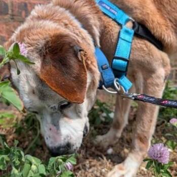 Papaw -  Pit Bull Terrier and Mixed Breed Dog for Adoption in Richmond, Virginia - Papaw | PetCurious