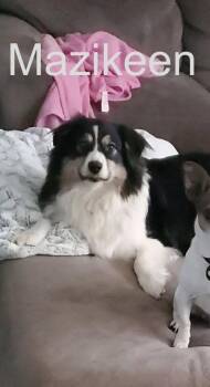 Mazikeen / Maggie -  Border Collie Dog for Adoption in Indianapolis, Indiana - Mazikeen / Maggie | PetCurious