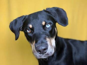 Latte -  Doberman Pinscher and Mixed Breed Dog for Adoption in Portland, Oregon - Latte | PetCurious