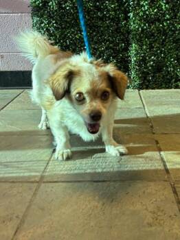 JAZZY -  Chihuahua and Mixed Breed Dog for Adoption in El Paso, Texas - JAZZY | PetCurious