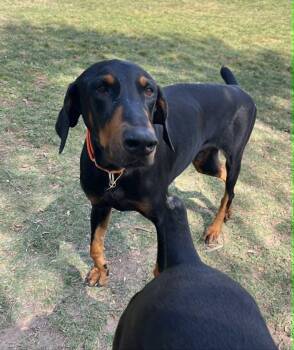 George Nyx the Great -  Doberman Pinscher Dog for Adoption in Pearland, Texas - George Nyx The Great | PetCurious